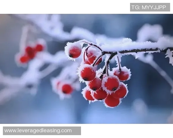 严冬冬的坚韧与温暖在寒冷季节中绽放出的希望与力量